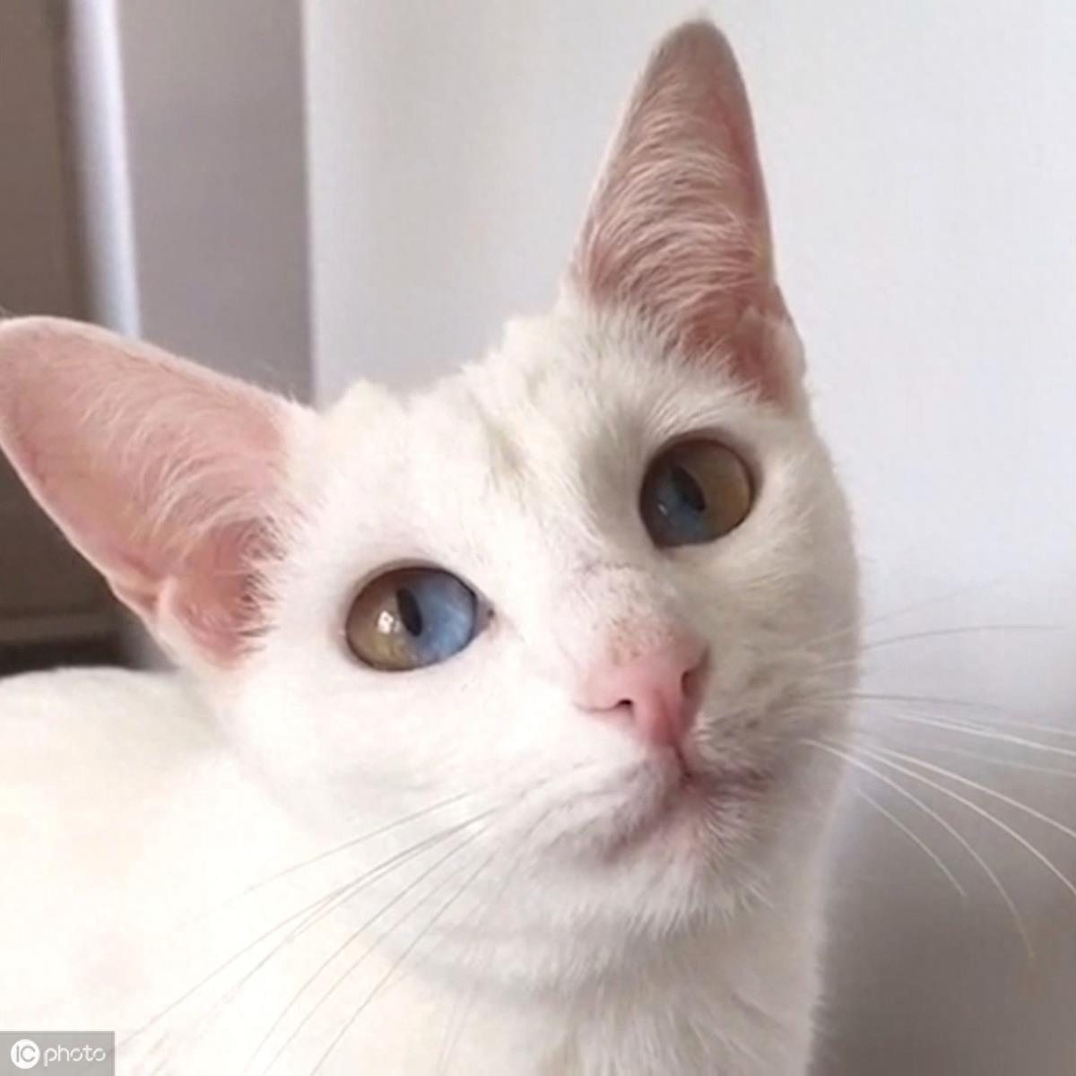 异瞳大家都见过,这只英国3岁猫咪不一般,眼睛分成蓝半球黄半球