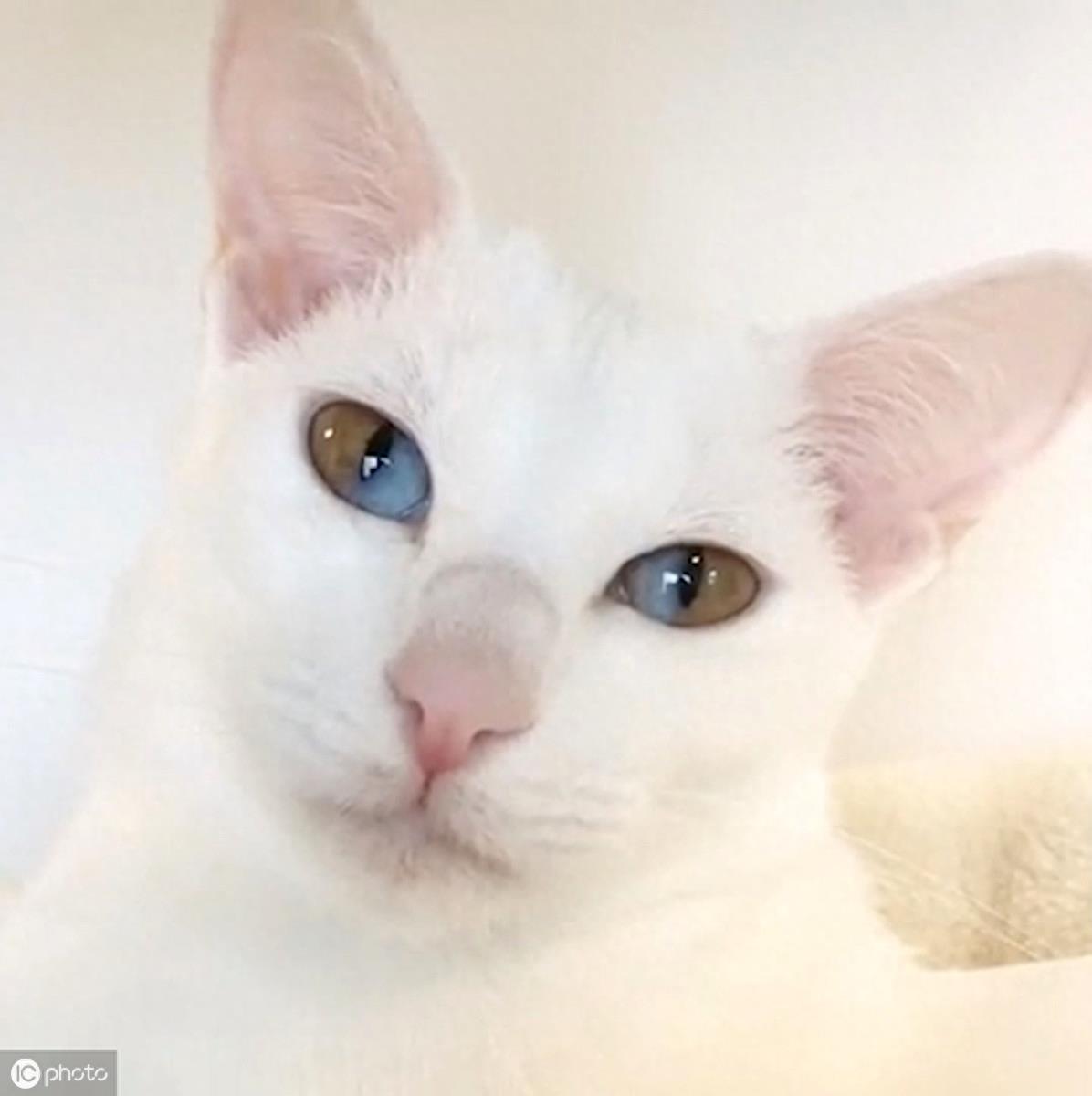 异瞳大家都见过,这只英国3岁猫咪不一般,眼睛分成蓝半球黄半球