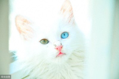 ​异瞳大家都见过，这只英国3岁猫咪不一般，眼睛分成蓝半球黄半球