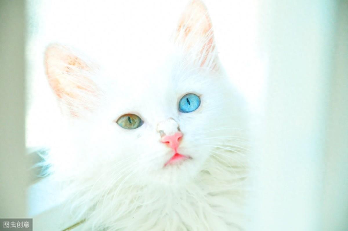 异瞳大家都见过,这只英国3岁猫咪不一般,眼睛分成蓝半球黄半球