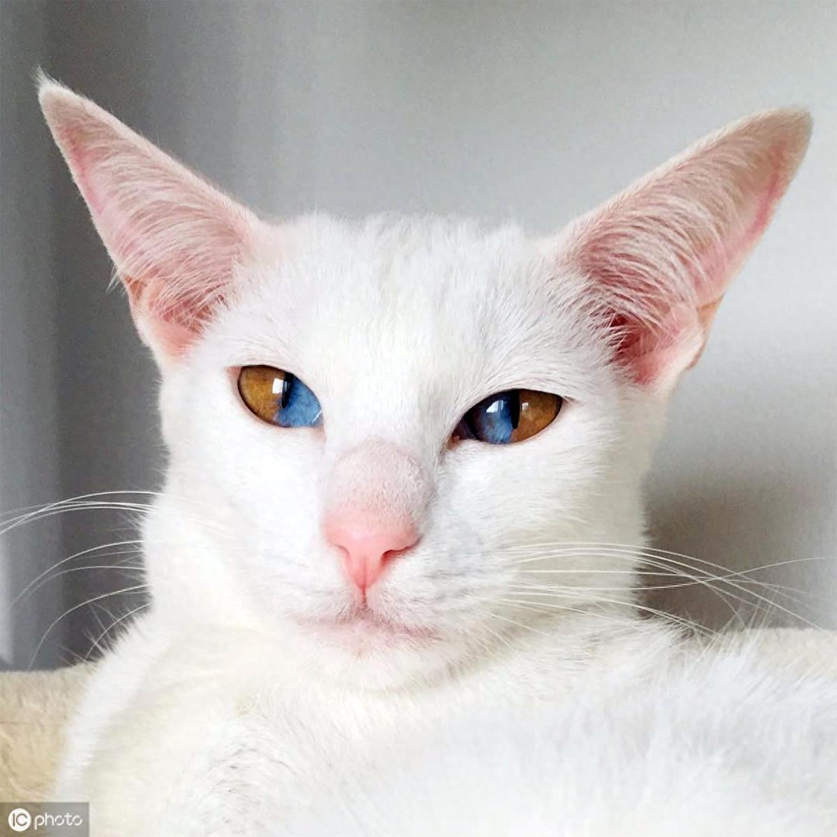 异瞳大家都见过,这只英国3岁猫咪不一般,眼睛分成蓝半球黄半球