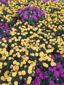 ​历史上最牛的落榜生-黄巢写下历史上最霸气的咏菊诗