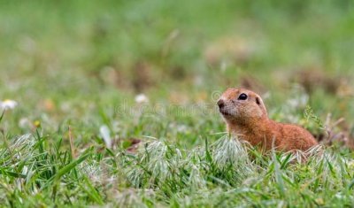 ​白天看见黄鼠狼从眼前跑过好不好(白天看见黄鼠狼有什么预兆)