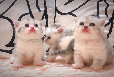 ​矮脚猫的5大缺点，能忍受超过3条以上，你才适合养它