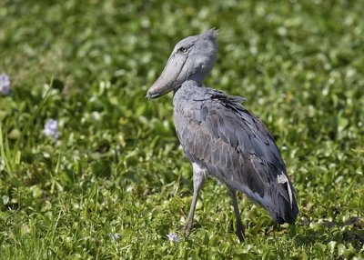 ​“鸟中哈士奇”鲸头鹳能吃小鳄鱼 看见人类会鞠躬敬礼