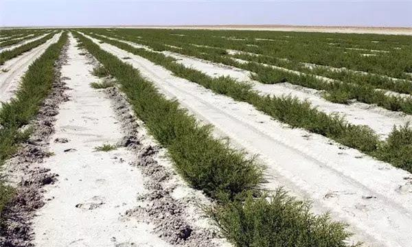 防冻措施有哪些,防止霜冻的措施有哪些?图3