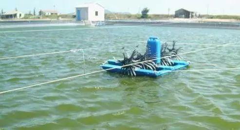 对虾养殖的技术大全（大规格对虾是这样养出来的）(2)