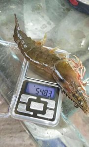 ​对虾养殖的技术大全（大规格对虾是这样养出来的）