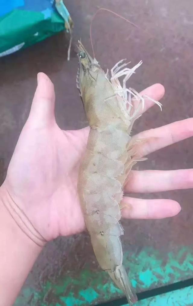 对虾养殖的技术大全（大规格对虾是这样养出来的）(3)