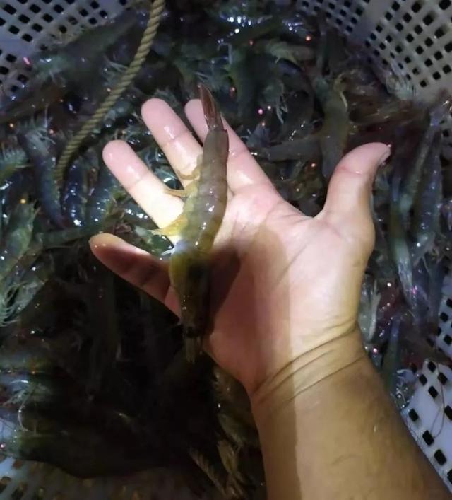 对虾养殖的技术大全（大规格对虾是这样养出来的）(4)