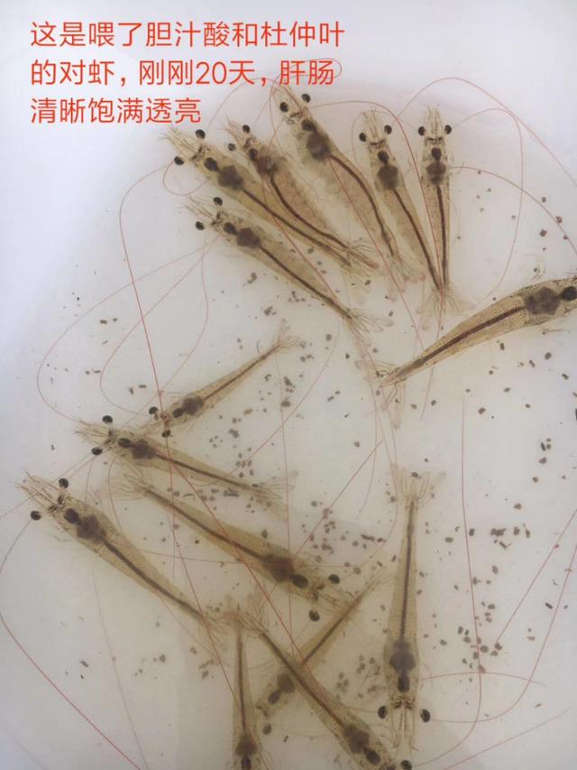 对虾养殖的技术大全（大规格对虾是这样养出来的）(5)