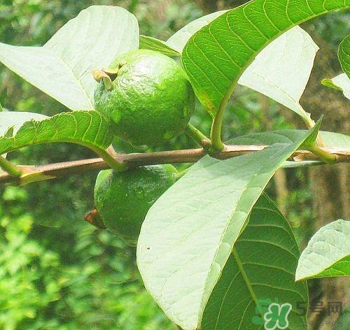 番石榴叶煮水的功效 番石榴叶可不可以醒酒 番石榴叶煮水的功效 番石榴叶可不可以醒酒