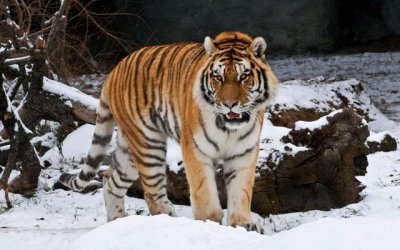 ​东北虎平均体重(野生东北虎平均体重)