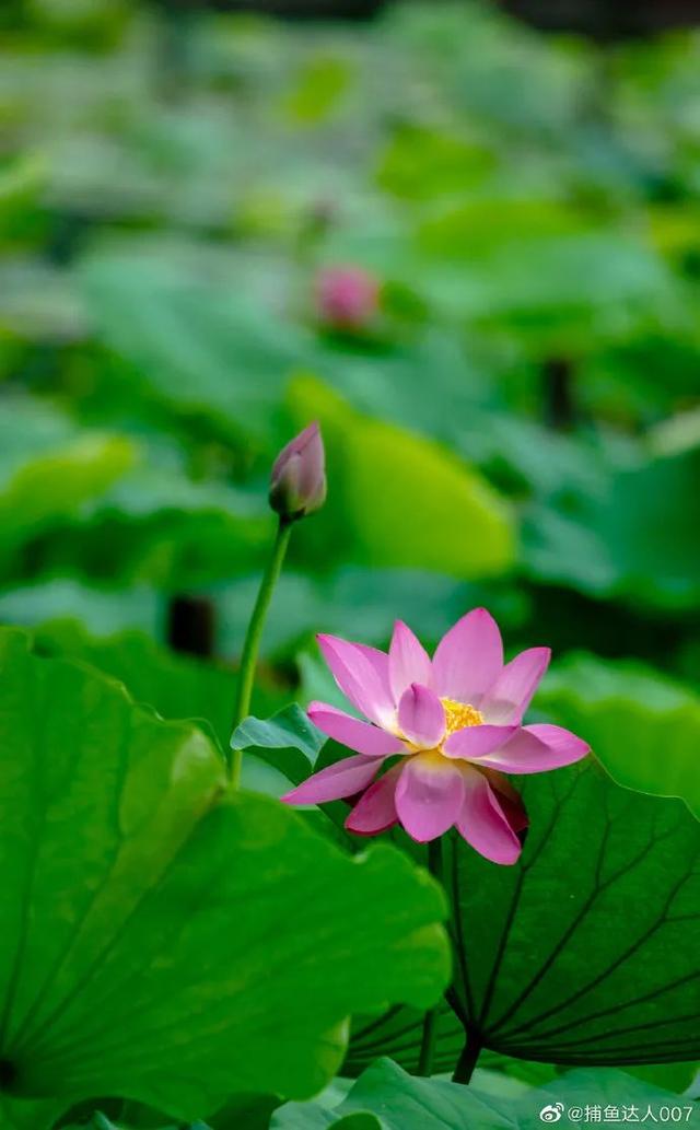 您还记得大明湖畔的夏雨荷吗(瞧大明湖畔的)(4)