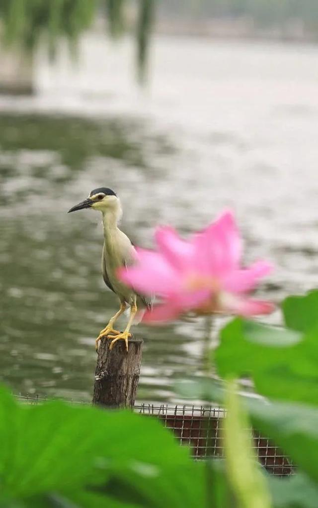 您还记得大明湖畔的夏雨荷吗(瞧大明湖畔的)(10)
