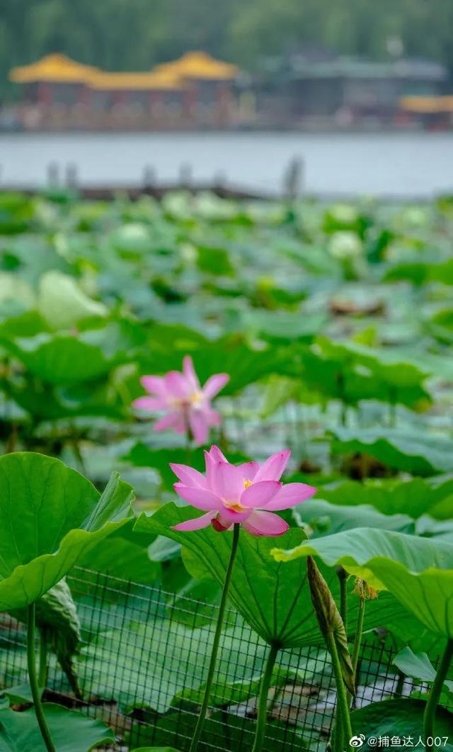 您还记得大明湖畔的夏雨荷吗(瞧大明湖畔的)(7)