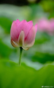 ​您还记得大明湖畔的夏雨荷吗（瞧大明湖畔的）