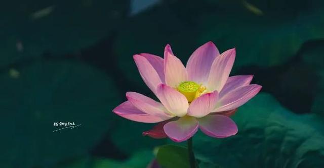 您还记得大明湖畔的夏雨荷吗(瞧大明湖畔的)(13)