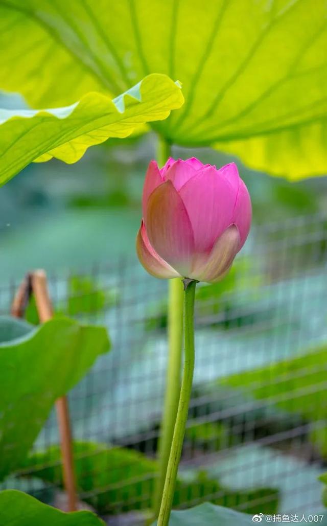 您还记得大明湖畔的夏雨荷吗(瞧大明湖畔的)(2)