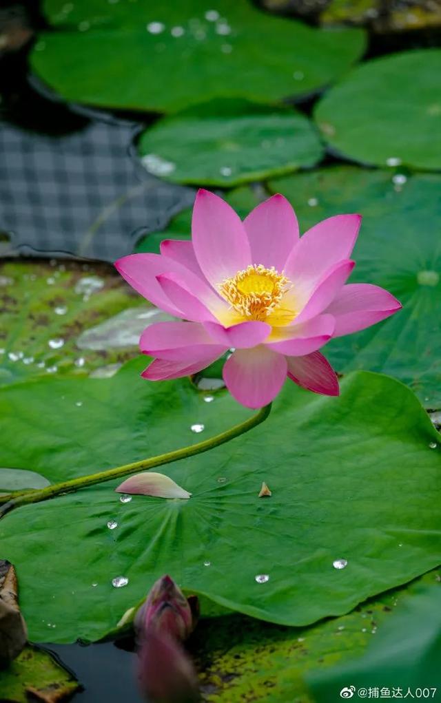 您还记得大明湖畔的夏雨荷吗(瞧大明湖畔的)(3)