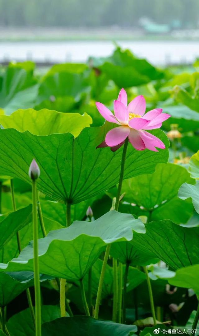 您还记得大明湖畔的夏雨荷吗(瞧大明湖畔的)(8)