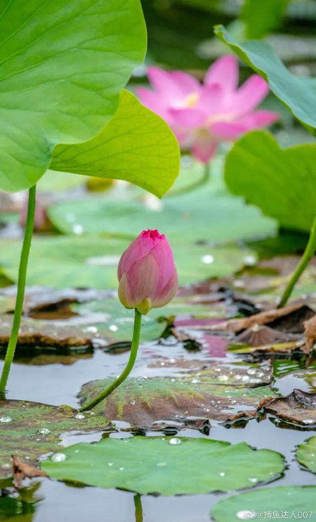 您还记得大明湖畔的夏雨荷吗(瞧大明湖畔的)(5)