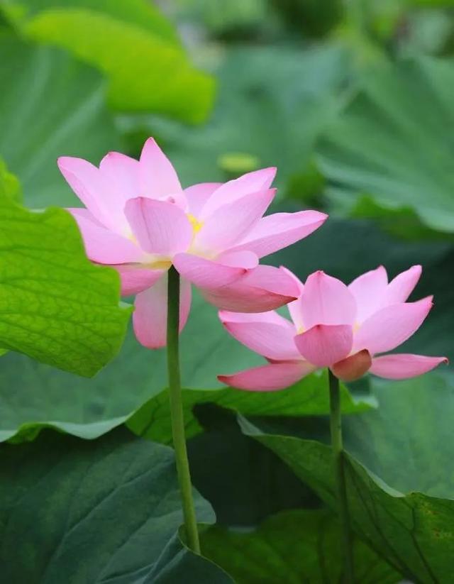 您还记得大明湖畔的夏雨荷吗(瞧大明湖畔的)(12)