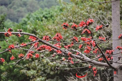 木棉花的唯美句子(赞美木棉花的经典诗句)
