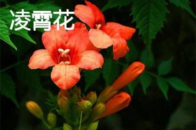 ​炮仗花和凌霄花的区别