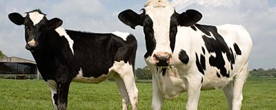 ​奶牛的特点 奶牛的特点简单介绍