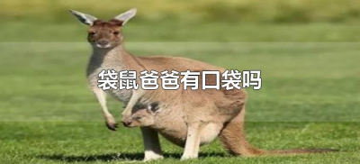 ​袋鼠爸爸有口袋吗（袋鼠爸爸有没有袋子?）