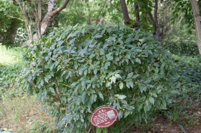 ​盆栽连翘花的养殖方法，特性及养护