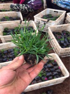 ​欧石竹的养殖方法和注意事项（地栽欧石竹的养殖方法和注意事项）