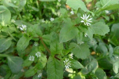 ​非常珍贵的野草，利用价值丰富，你喜欢吗？