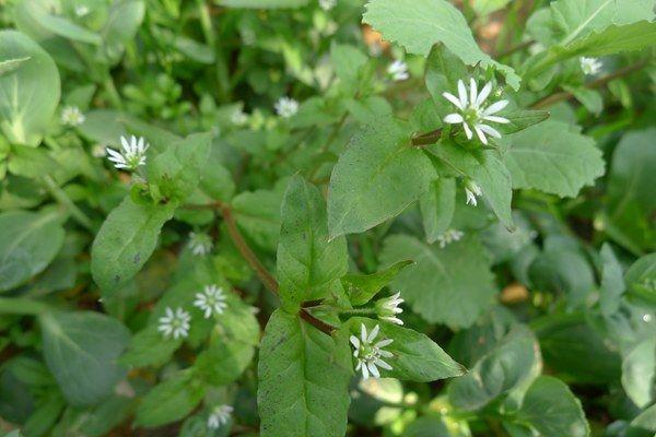 非常珍贵的野草,利用价值丰富,你喜欢吗?
