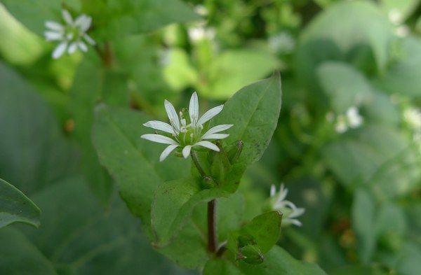 非常珍贵的野草,利用价值丰富,你喜欢吗?