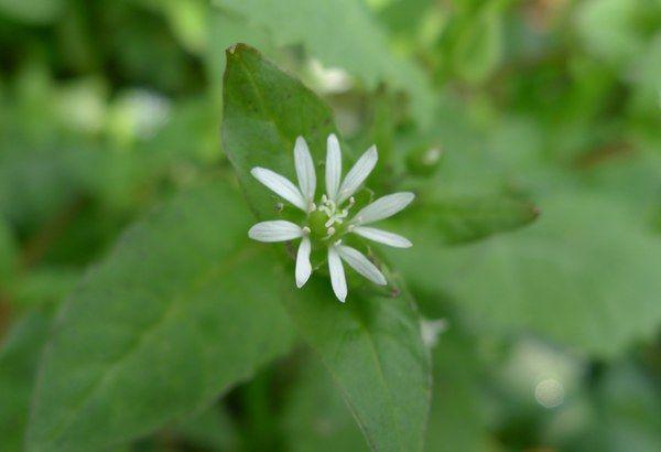 非常珍贵的野草,利用价值丰富,你喜欢吗?