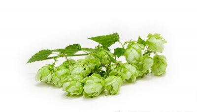​啤酒花是什么东西