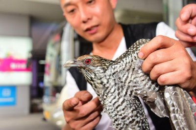 ​郑州：两只杜鹃被救护 托卵寄生“臭名昭著”却是有名的益鸟