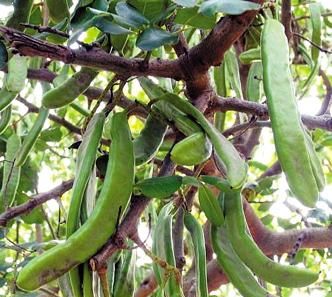 豆角是什么意思