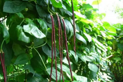 ​角豆是什么意思,豇豆读音是什么