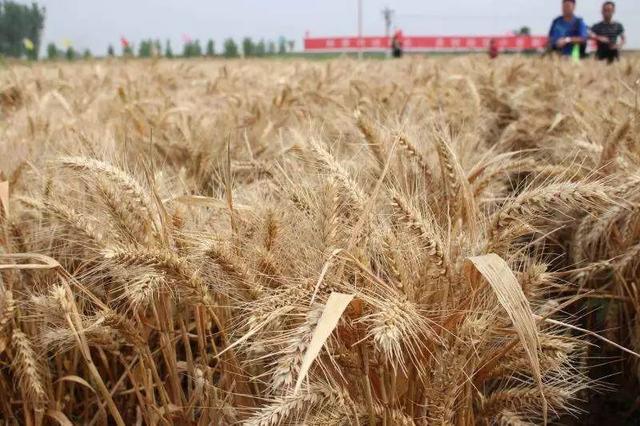 邯郸永年县有哪些乡镇 河北县情概览邯郸市永年区(4)