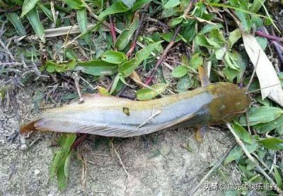 ​有胡须的鱼叫什么名字（垂钓塘角鱼的正确方法介绍）