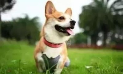 ​长不大的猫咪品种蓝猫长不大的小猫咪品种