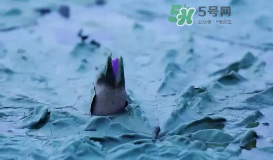 鸡头米是什么?鸡头米是芡实吗 鸡头米是什么?鸡头米是芡实吗