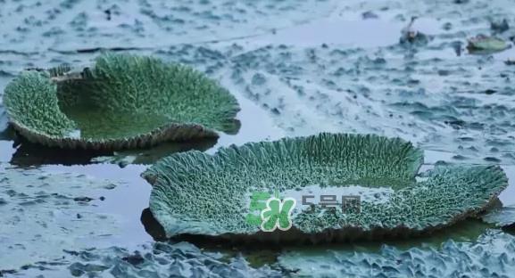 鸡头米是什么?鸡头米是芡实吗 鸡头米是什么?鸡头米是芡实吗