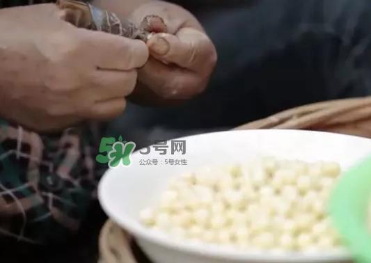 鸡头米是什么?鸡头米是芡实吗 鸡头米是什么?鸡头米是芡实吗