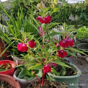 ​自制自然黑染发膏