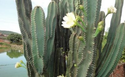 ​仙人掌开花是什么兆头（仙人掌开花代表什么意思兆头 仙人掌开花有什么说法）