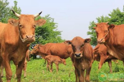​养牛入门基础知识 新手养殖户必备的养牛基础入门知识